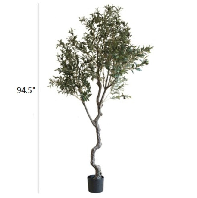 Michelle Olive Tree 94" Tall In Pot