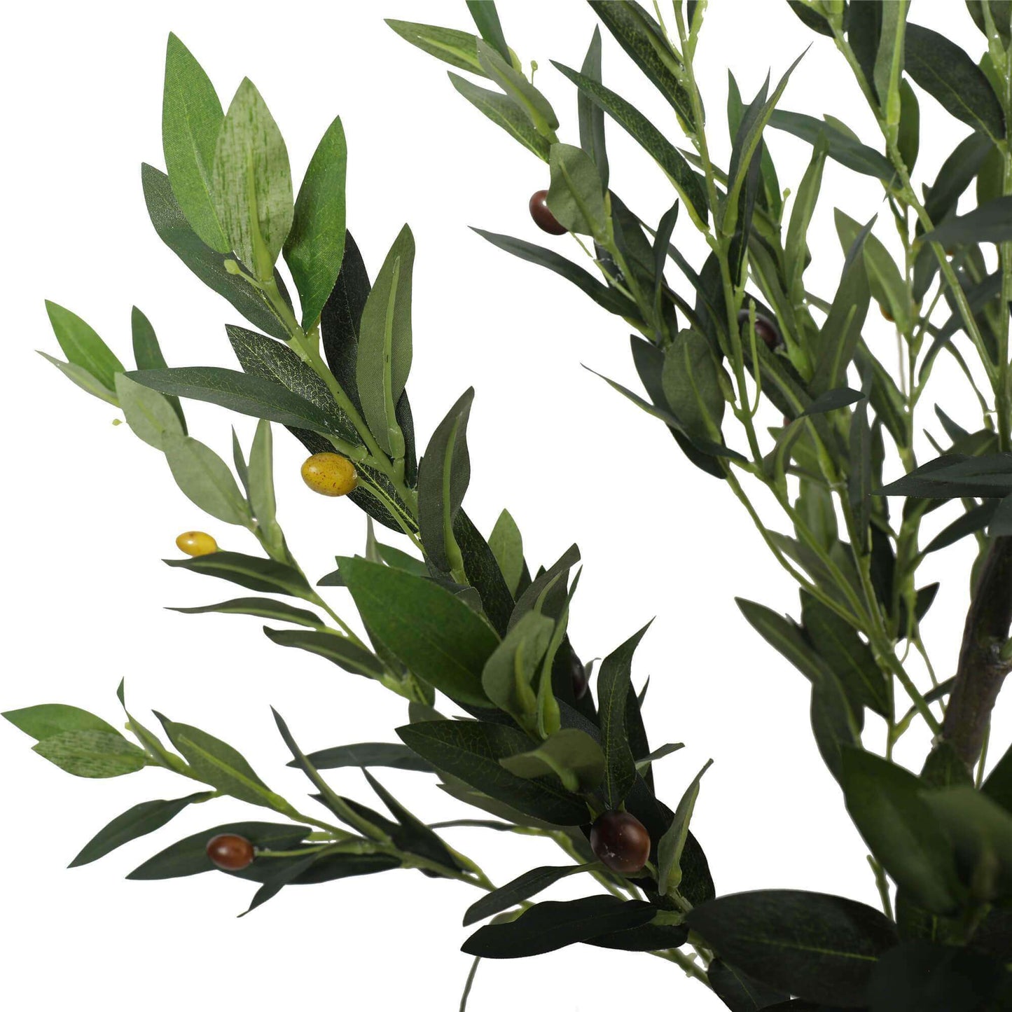 Erina Olive Tree with Olives - 125cm