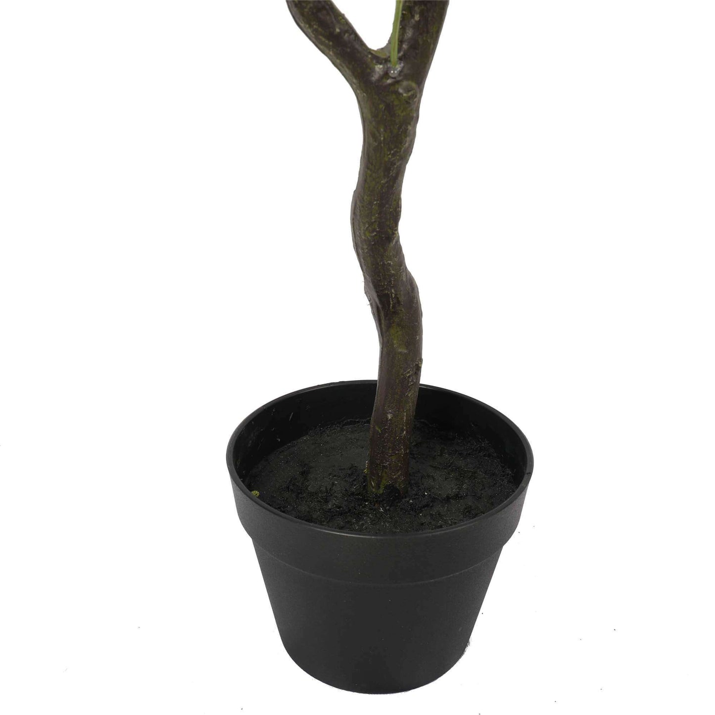 Erina Olive Tree with Olives - 125cm